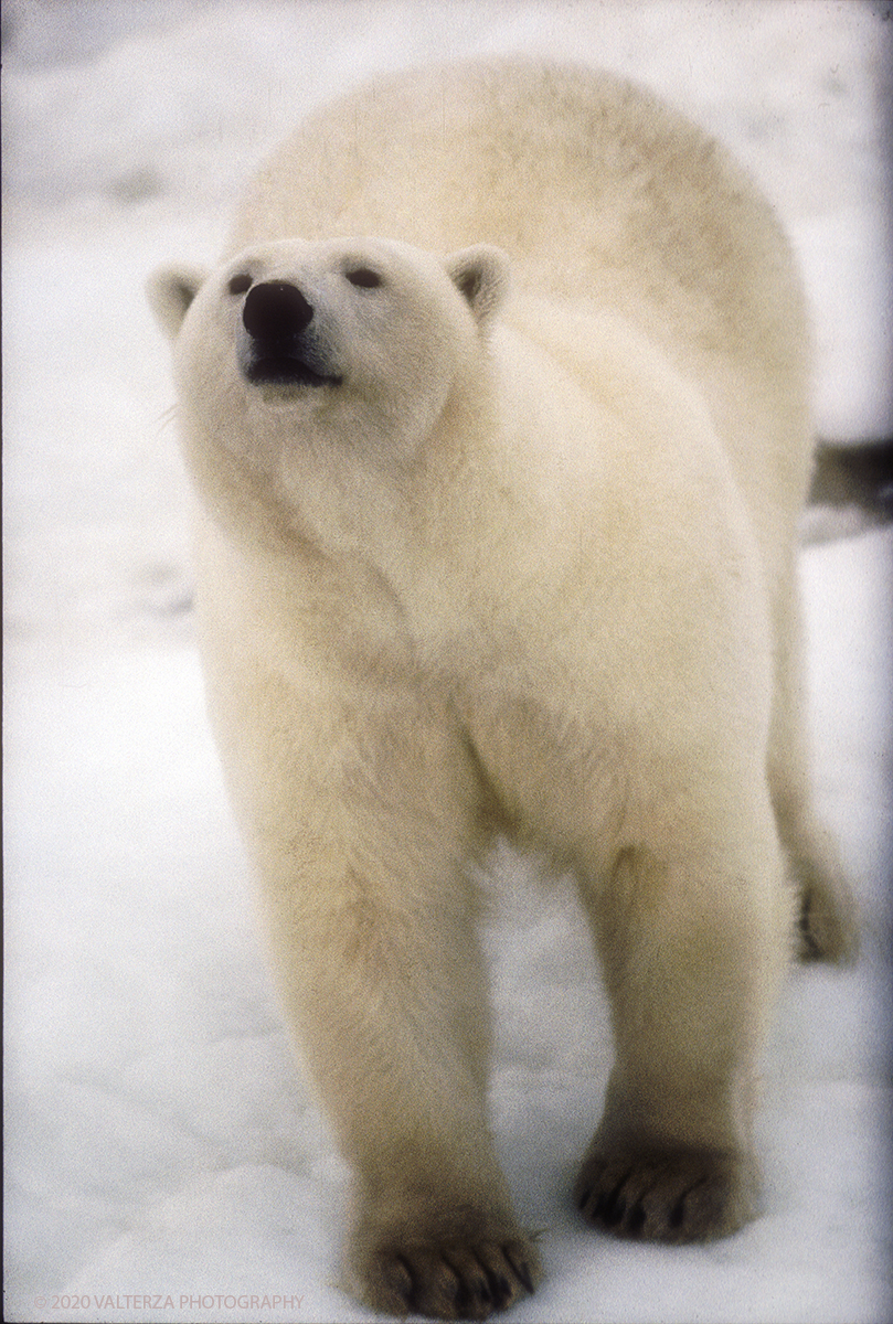 104 B SIBERIA.jpg - Luglio/Agosto 1992. Siberia, terra dei Chukchi. Nell'oceano artico  125 Km a nord-est della penisola dei Chukchi (Siberia) c'Ã¨  l'isola di Wrangel, essa ospita piÃ¹ del doppio di specie vegetali (417) di qualsiasi territorio artico a paritÃ  di superficie nonchÃ¨ 30 specie diverse di uccelli oltre ad orsi polari, foche e trichechi ; per questo motivo   Ã¨ stata proclamata patrimonio dell'umanitÃ  dall'UNESCO. Nella foto banchisa dell'isola di Wrangell, esemplare maschio di orso polare il cui peso si aggira tra i 600 ed i 700 KG